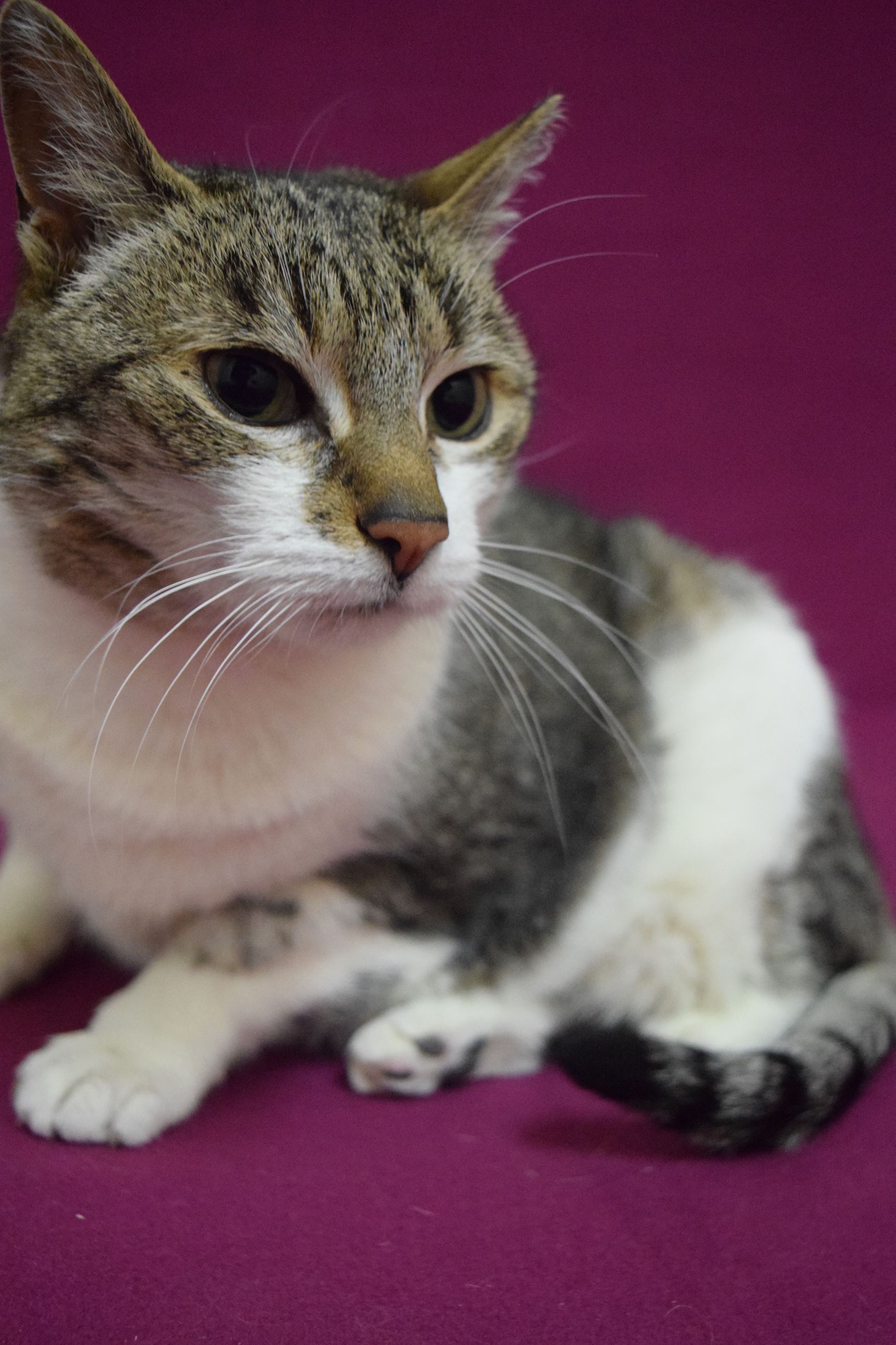 261-15 SPARKY WHOLE BODY